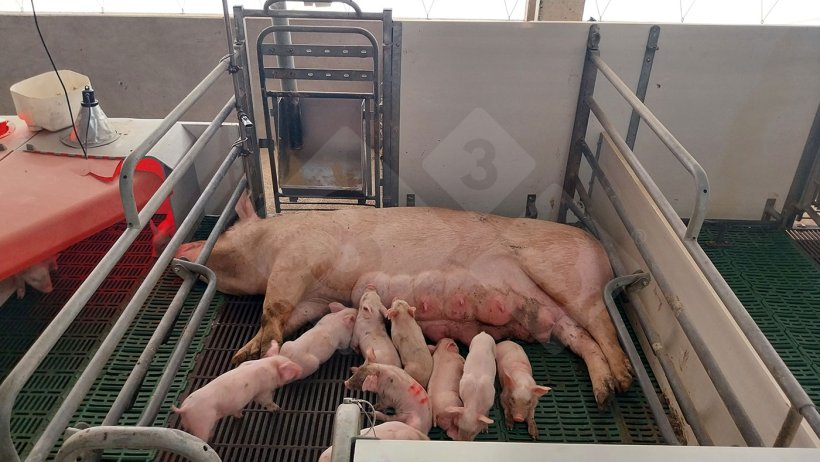 Photo 8. Loose-housed farrowing pen.